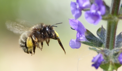 Close-up van een bij die naar een paarse bloem vliegt
