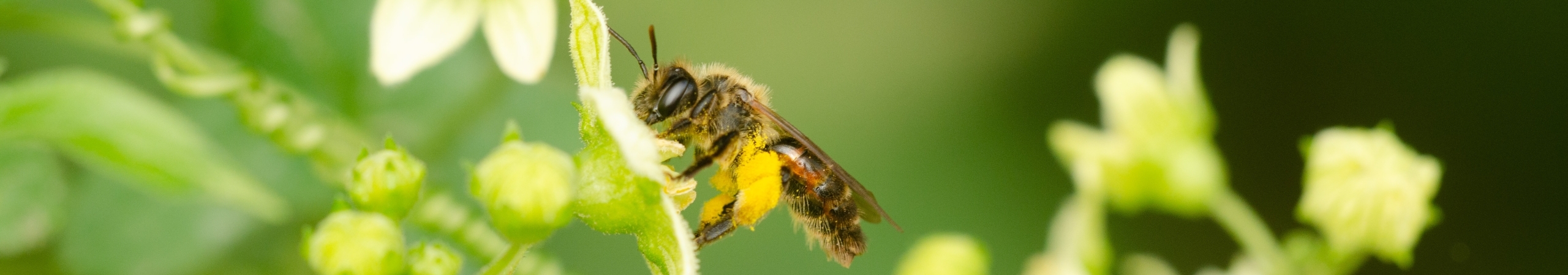 Bij haalt nectar uit een bloem
